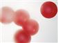 Rotes Blutkörperchen, Erythrozyt 